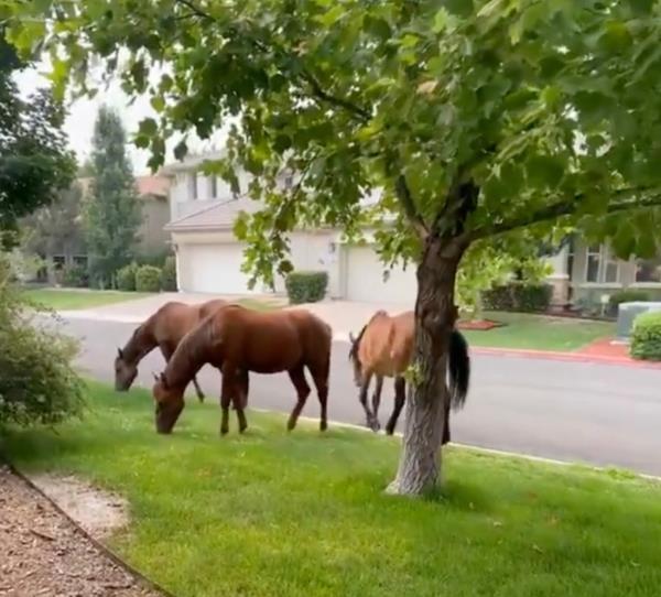 wild horses