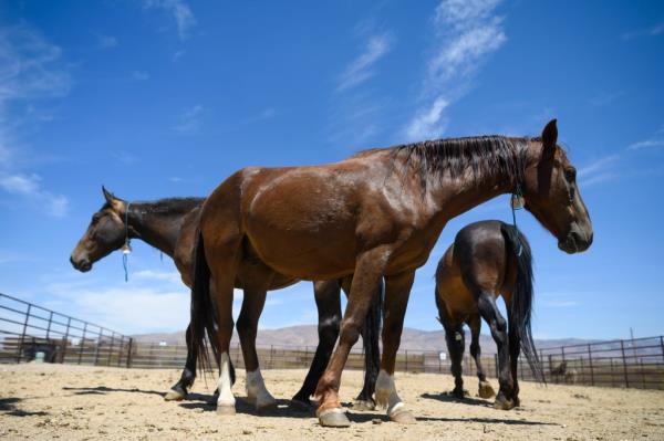 horses