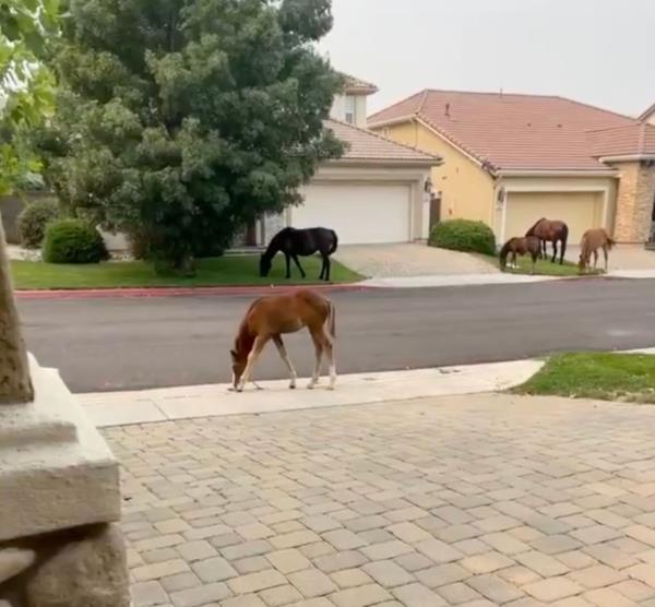 Wild horses grazing on lawns in south Reno, Nevada neighborhood.