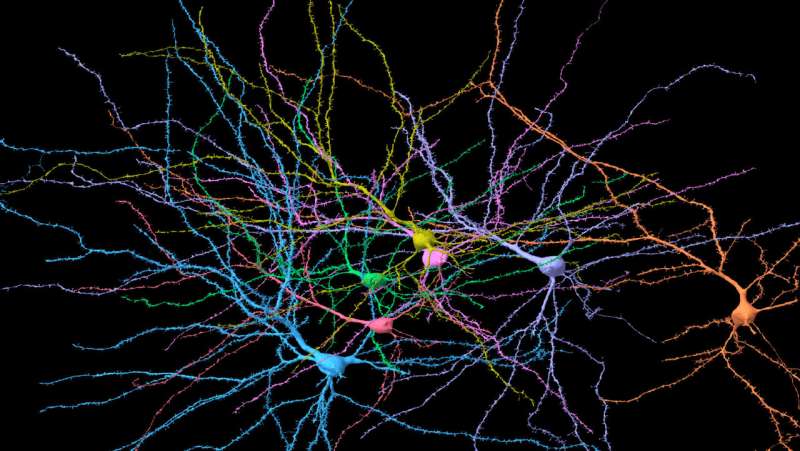 Brain's structure hangs in 'a delicate balance'