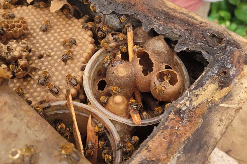 Pesticides impair mobility and immune system of Brazilian native stingless bees, study shows