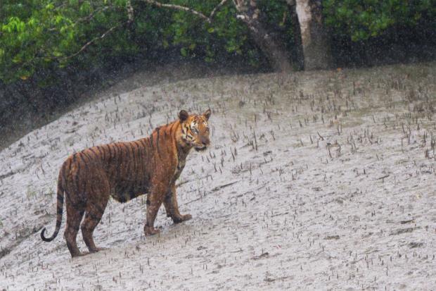Bengal Tiger in rain at Sundarban Tiger Reserve, West Bengal, India.