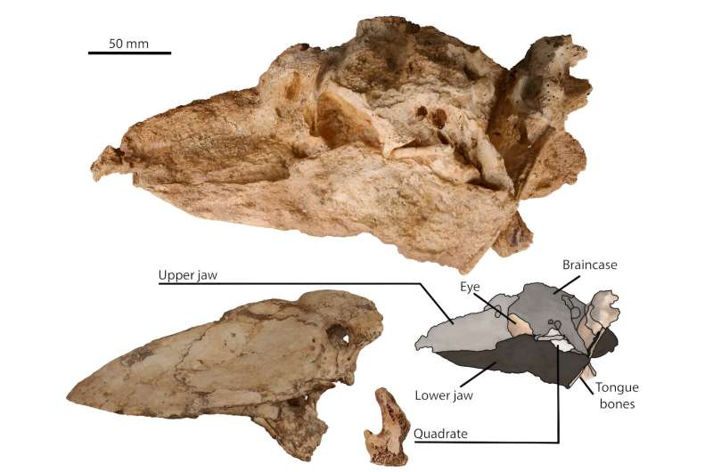 New fossils show what Australia's giant prehistoric 'thunder birds' looked like