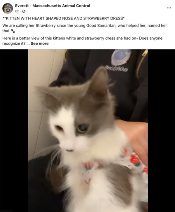 Everett - Massachusetts Animal Control