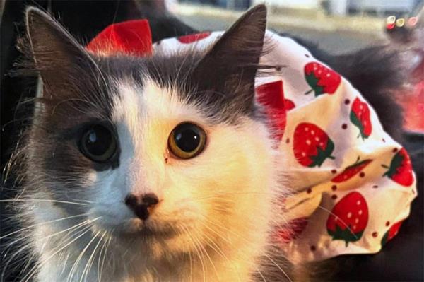 Everett - Massachusetts Animal Control