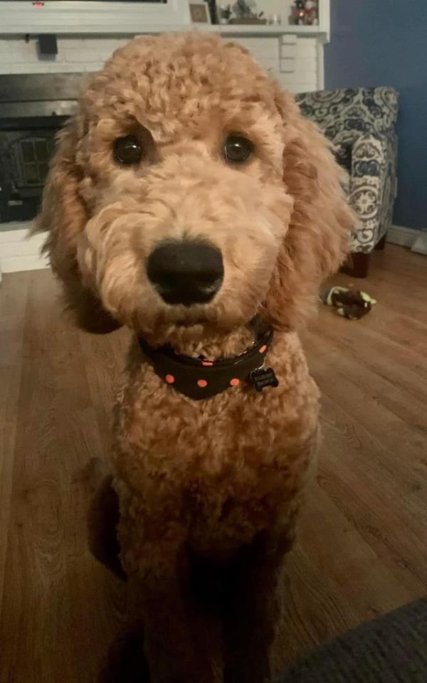 The vet reportedly said the pup, three-year-old Bob, 