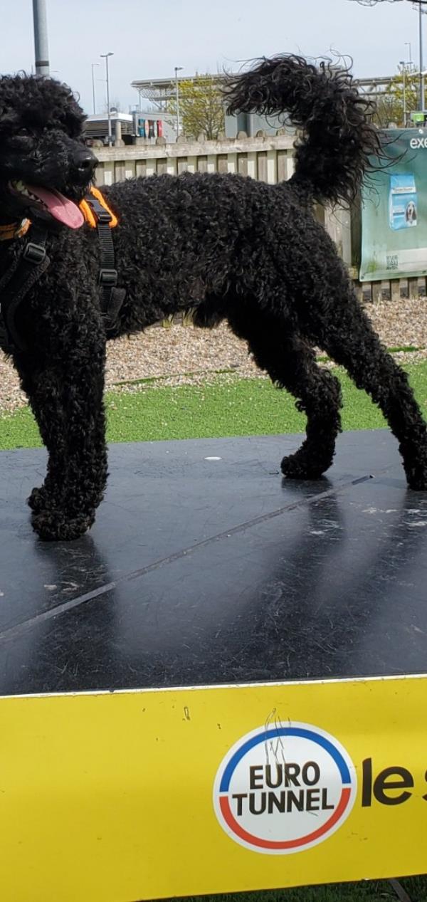 jack the dog
