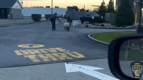 Footage shows one of the Ohio State Highway Patrol troopers leading the pig away from the restaurant.