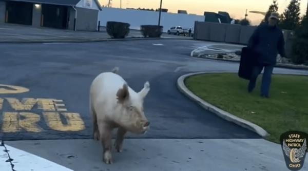 The pig is seen running on the loose outside of the restaurant, as the troopers chase the animal.