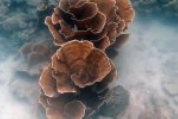 Mo<em></em>ntipora species., credits: Lisa Becking