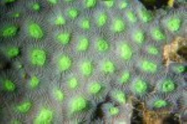 Coral formation at swallow depth in marine lake, credits: Lisa Becking