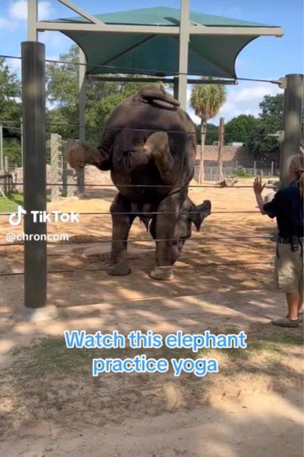 Each session lasts between a<em></em>bout 30 seco<em></em>nds and five minutes. Some older elephants do two sessions a day to keep their joints loose.
