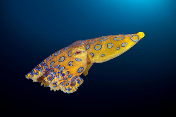 A blue-ringed octopus swimming. 
