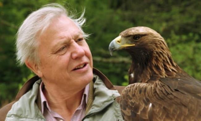 David Attenborough with a golden eagle in The Life of Birds (1998).