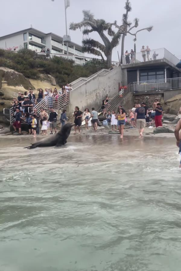 A sea lion can be seen charging toward the crowd of beachgoers at rocky La Jolla Cove in San Diego, Calif., on July 23.