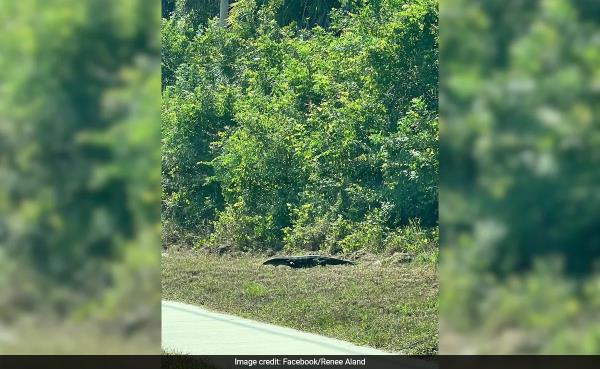 'I Thought It Was An Alligator': Strange Creature Shocks Woman In Florida