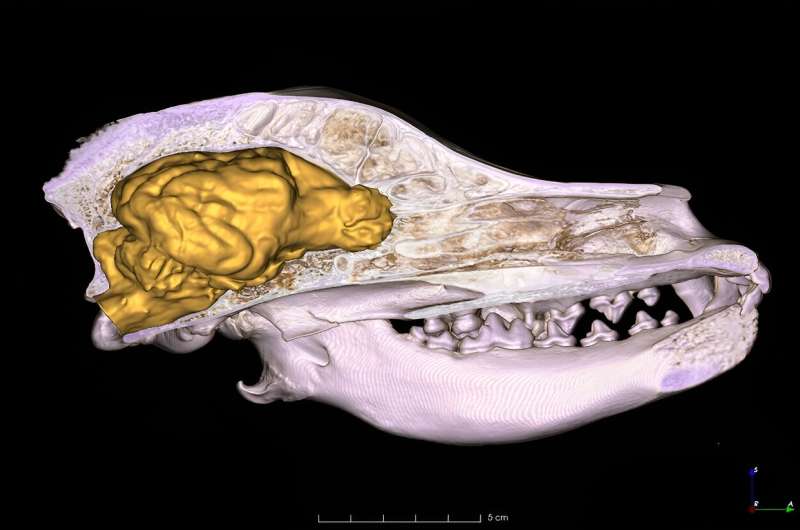 Domestication causes smaller brian size in dogs than in the wolf, but such an evolutio<em></em>nary change is not unusual in wild animals