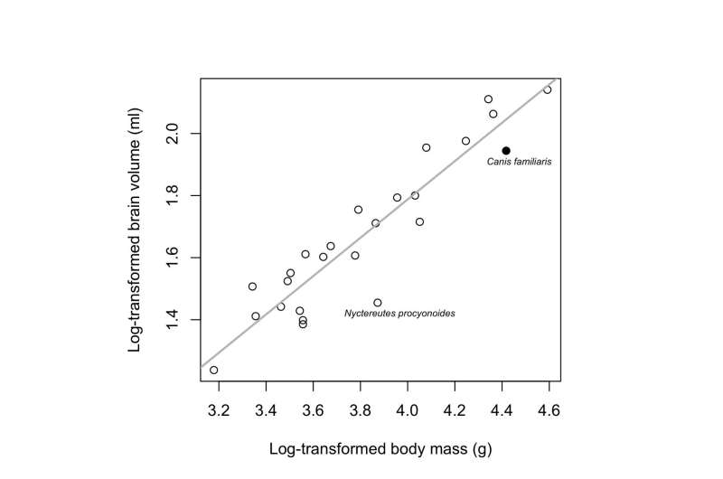 Domestication causes smaller brian size in dogs than in the wolf, but such an evolutio<em></em>nary change is not unusual in wild animals