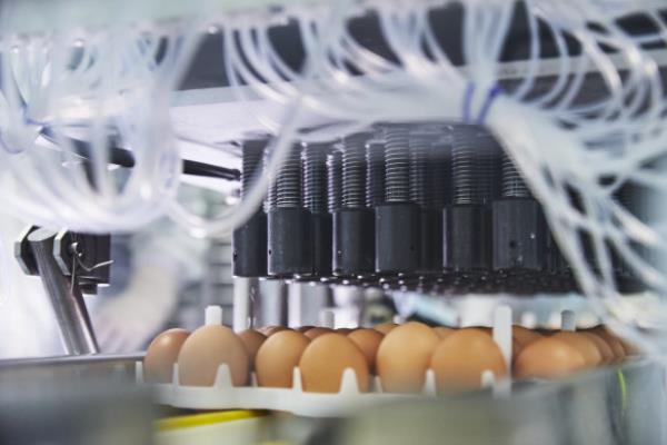 If a pandemic is declared, CSL will deliver samples of the virus to chicken eggs - the first step in making a vaccine.