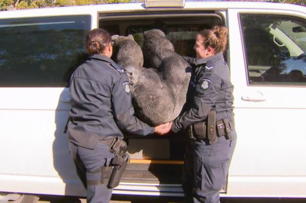 Police return Gary to his home.