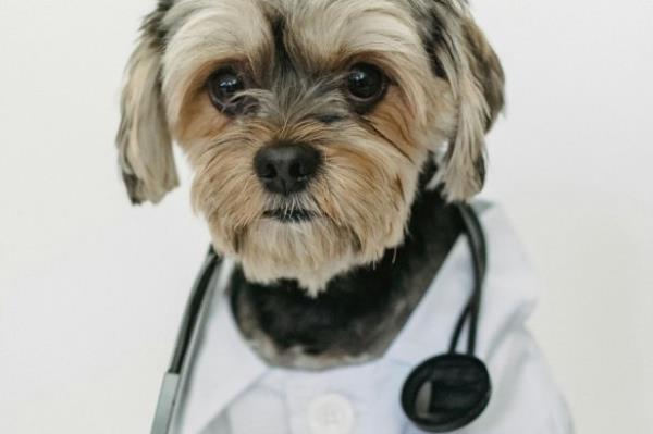Optiscan Imaging has struck a deal to collaborate with the US-ba<em></em>sed University of Minnesota veterinary faculty on use of its imaging technology for animal companion o<em></em>ncological purposes.