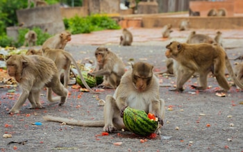 A large group of long tailed macaques tuck into some watermelon left at a designated mo<em></em>nkey feeding area behind Phra Prang Sam Yot