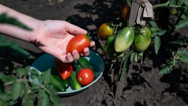 I complained to a gardener friend a<em></em>bout yellow heels on my tomatoes. He told me what to do and it worked.