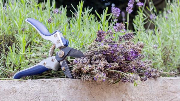 Why does lavender wither? We do it and mean well, but in reality we o<em></em>nly harm it.