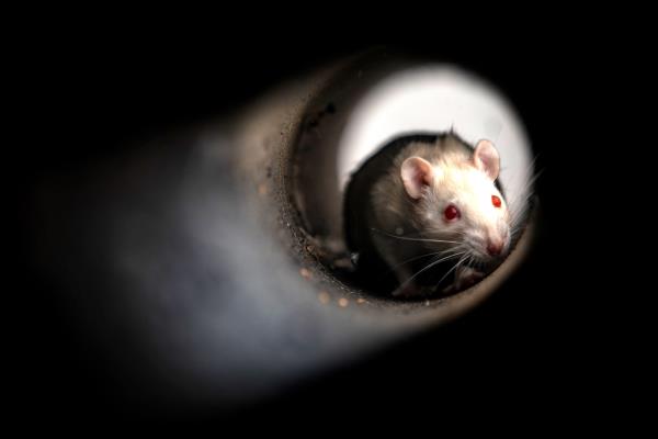 Your office has been taken over by an army of mutant rats