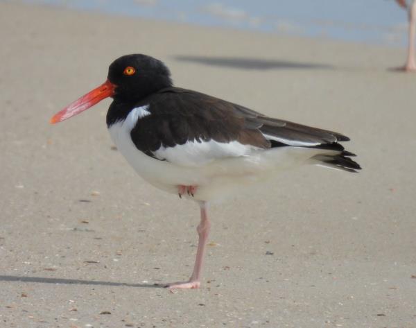 American Oystercatcher