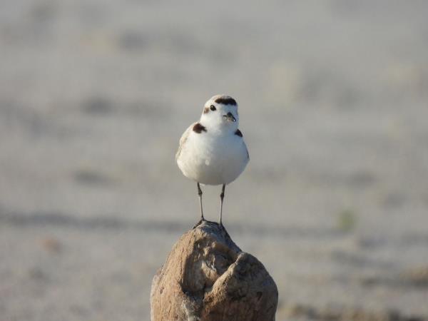 Snowy Plover