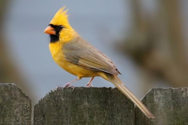 Yellow cardinal in Alabama
