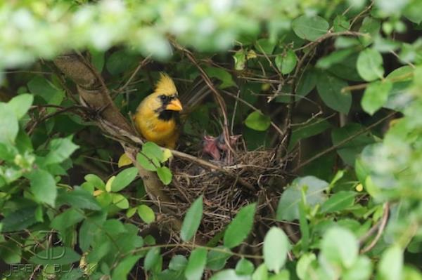 Yellow cardinal a father?