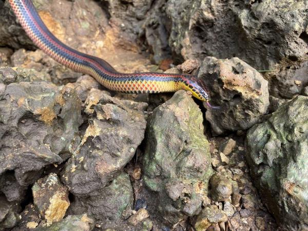 rainbow snake