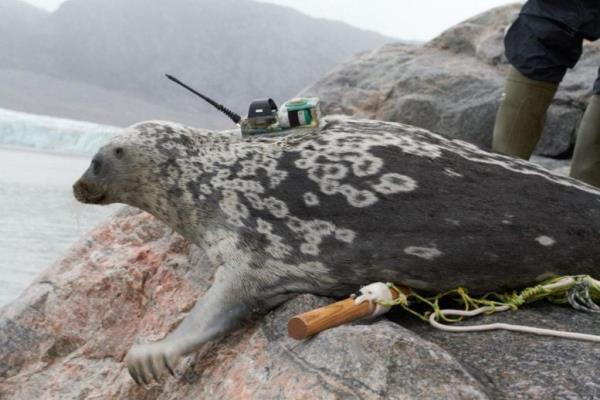 Seal With Satellite Transmitter Mounted on Its Back