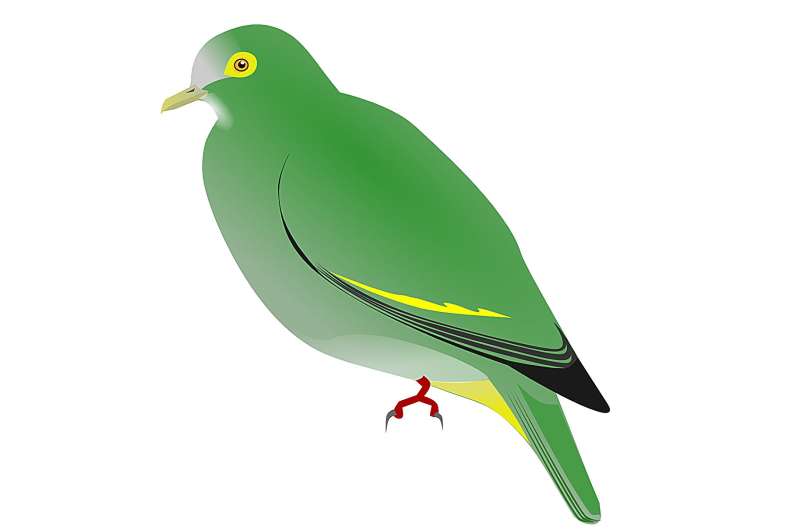 A Filipino fruit dove reveals its secrets
