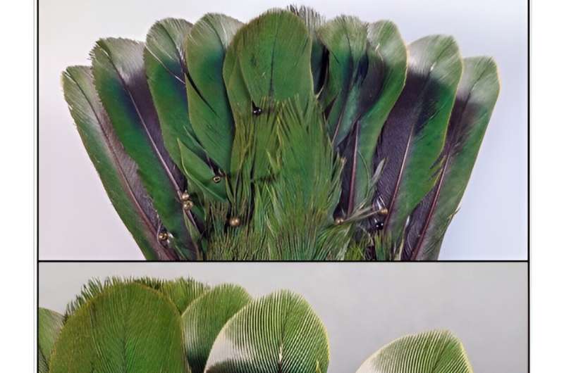 A Filipino fruit dove reveals its secrets