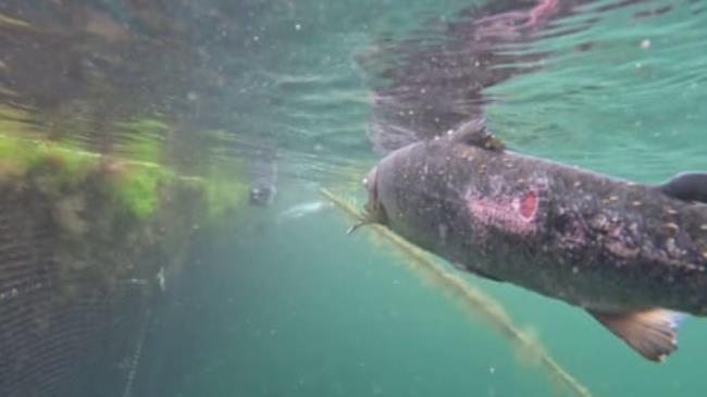 Viva, a vegan campaigning charity, has released pictures that it says shows farmed fish that have been infested by sea lice.