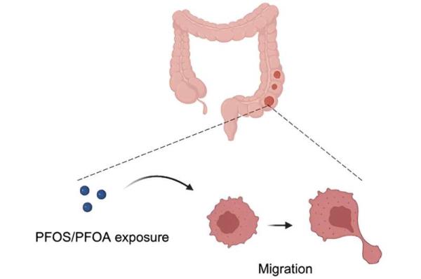 PFAS pollutants promote cancer cell migration