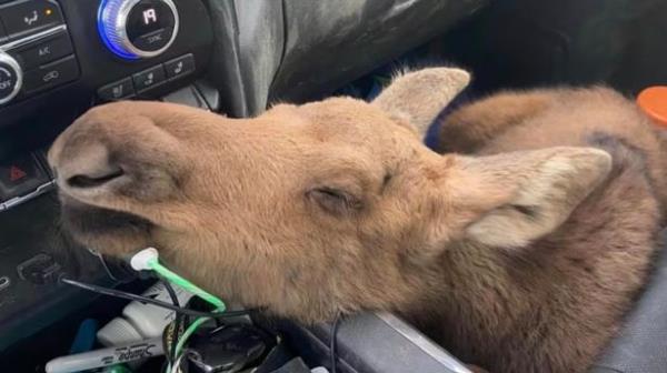 The adorable moose travelled beside the man in his pick-up for more than five hours as he believed it to be in danger of attack from a black bear or at risk of being run over