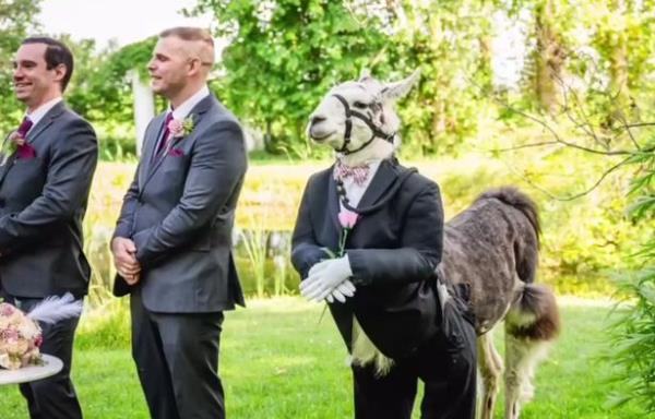 Guests were left speechless by the unexpected addition