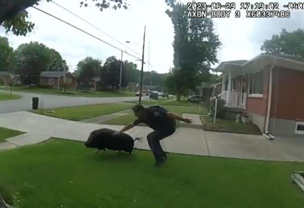 police officer chasing pig