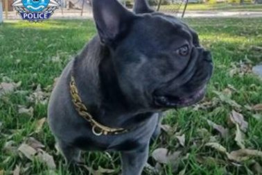 Cosmo has been returned to his owners. 